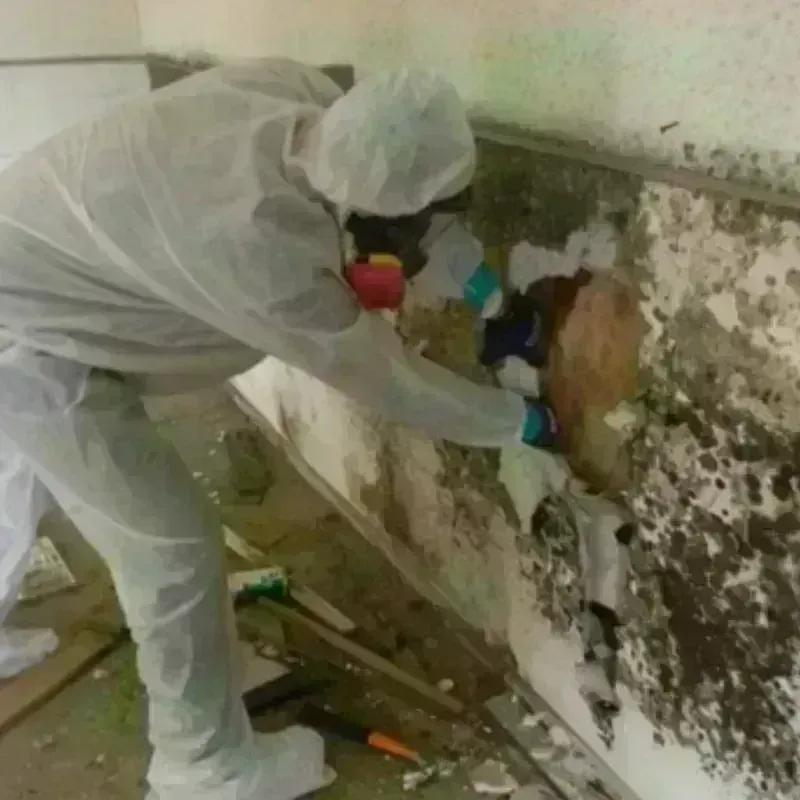 Mold Remediation and Removal in Midlothian, TX